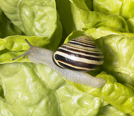 Image showing Grove snail upon green lettuce