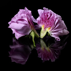 Image showing halved pink rose