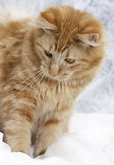 Image showing Maine Coon kitten