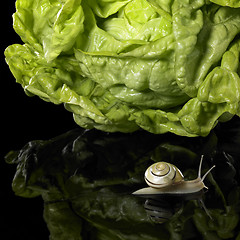 Image showing yellow Grove snail and salad