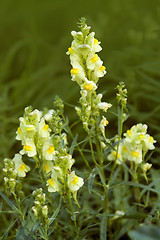 Image showing yellow snapdragon flowers