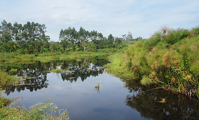 Image showing waterside scenery near Rwenzori Mountains