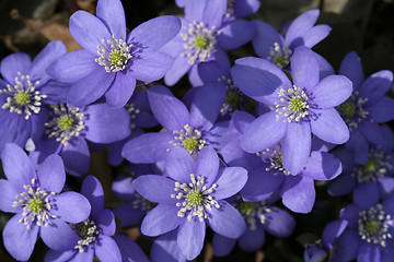 Image showing Spring flowers