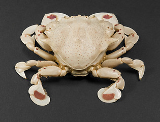 Image showing moon crab isolated on black