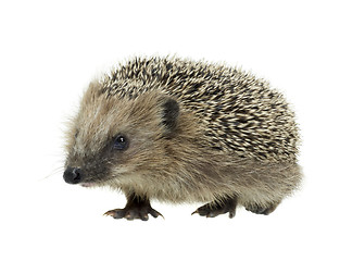 Image showing young hedgehog in white back