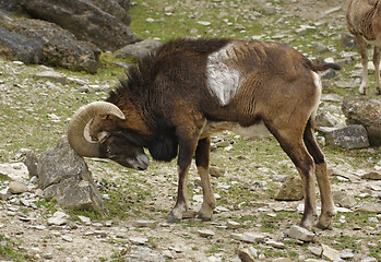 Image showing mouflon rubbing at stone