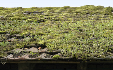 Image showing overgrown roof