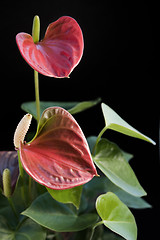 Image showing Flamingo Flower in black back