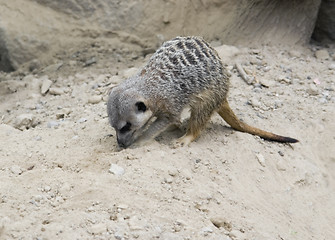 Image showing Meerkat