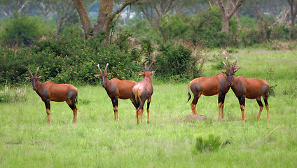 Image showing Common Tsessebe in Africa