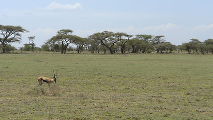 Image showing Gazelle in the savannah