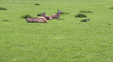 Image showing resting Red Deers