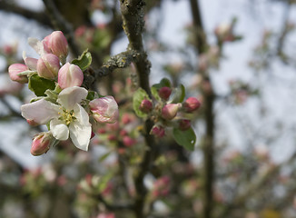 Image showing apple blossoms at spring time