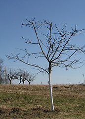 Image showing Apple tree