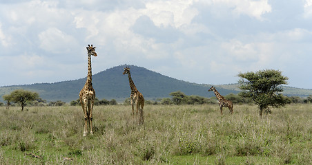 Image showing three Giraffes in the savannah