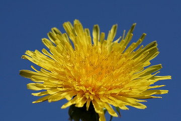 Image showing Dandelion