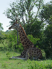 Image showing Giraffe resting in the shade