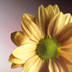 Image showing orange blossom detail