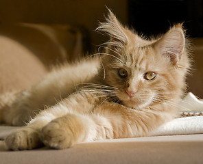 Image showing Maine Coon kitten