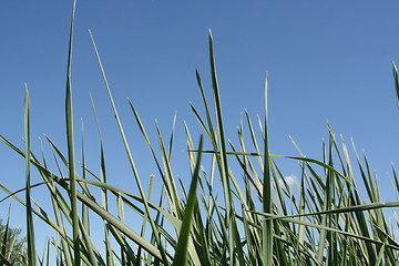 Image showing Grass