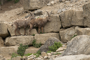 Image showing two Alpine Ibex in stony ambiance