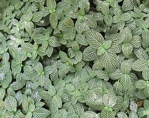 Image showing patterned leaves background