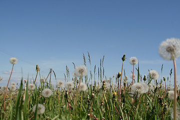 Image showing Dandelions