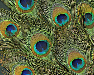 Image showing peacock feathers