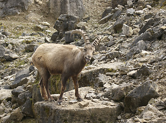 Image showing Alpine Ibex in stony ambiance