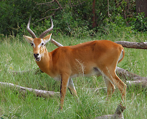 Image showing Uganda Kob in grassy ambiance