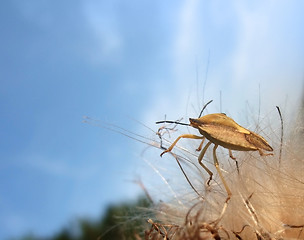 Image showing stink bug at summer time