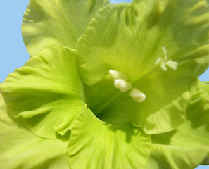 Image showing green gladiolus flower closeup