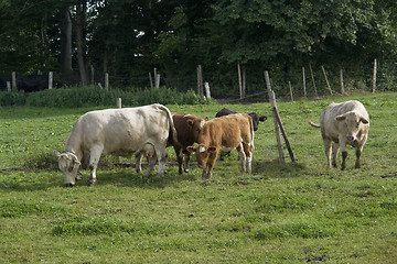 Image showing cattle in green pasture