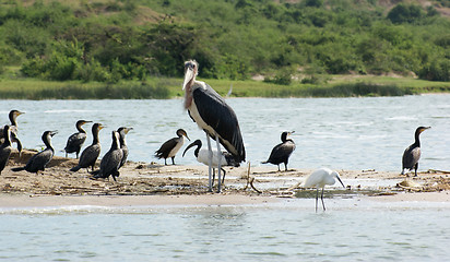 Image showing Marabou and other birds in Africa