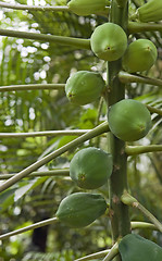 Image showing green fruits