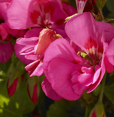 Image showing geranium flower