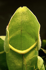 Image showing carnivorous plant detail