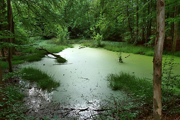 Image showing overgrown tarn in the forest