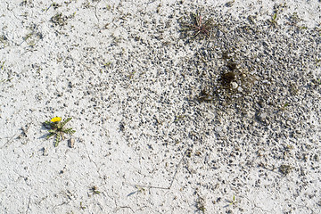 Image showing dandelion plant in arid ambiance