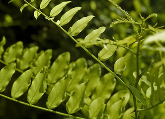 Image showing sunny illuminated summer leaves