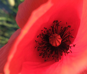 Image showing red corn poppy detail