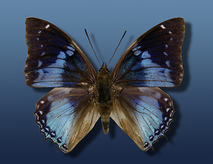 Image showing blue butterfly