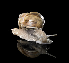 Image showing Grapevine snail on black