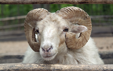 Image showing domestic sheep