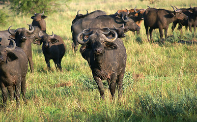 Image showing African Buffalos in sunny ambiance