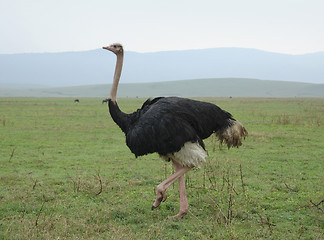 Image showing ostrich in natural ambiance