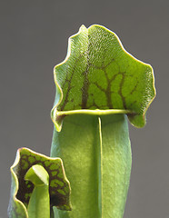 Image showing carnivorous plant detail