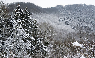 Image showing snowy forest detail