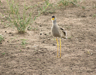 Image showing Lapwing on earthy ground