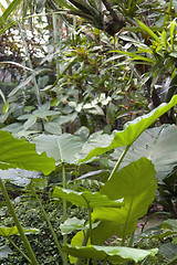 Image showing flourish jungle vegetation